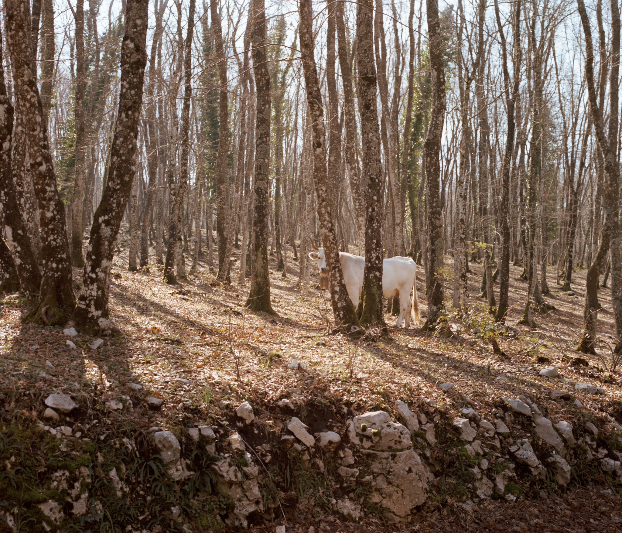 Gargano, Settembre 2014, fotografia 18