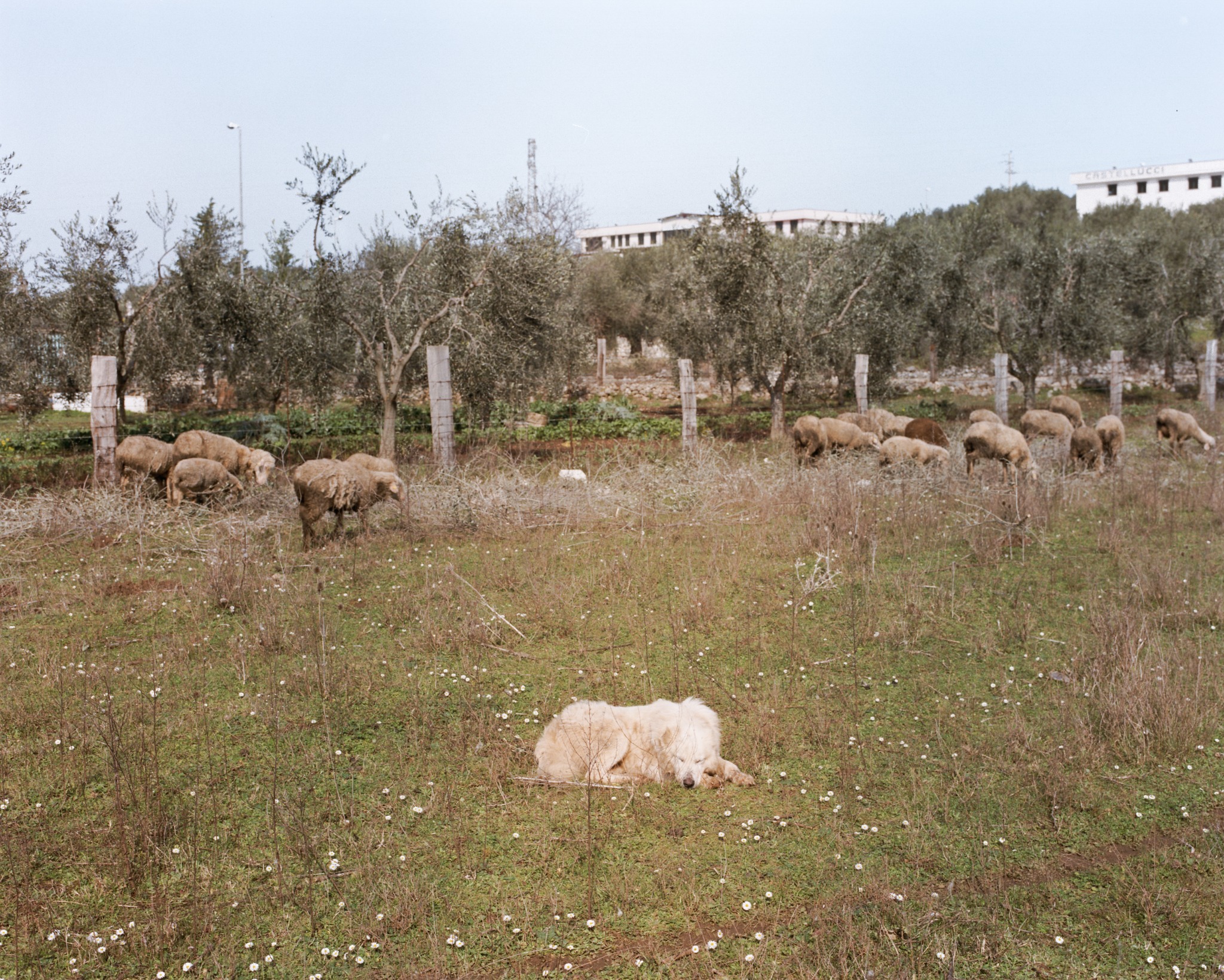 Gargano, Settembre 2014, fotografia 19
